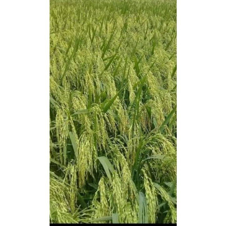 JAMIN MURAH Benih Padi Unggul MSP Sertani 14 Bibit 5 kg ORIGINAL PRODUK(BISA LANGSUNG ORDER)