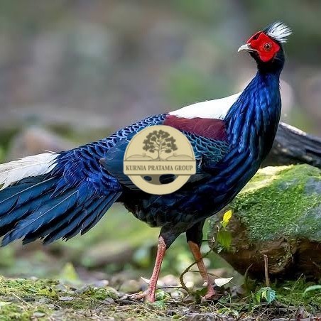 

Telur ayam hias ringneck swinhoe pheasant fertil siap ditetaskan KURNIA PRATAMA GROUP