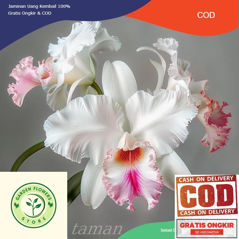 ANGGREK DENDROBIUM JUMBO (NOBILE-WHITE)
