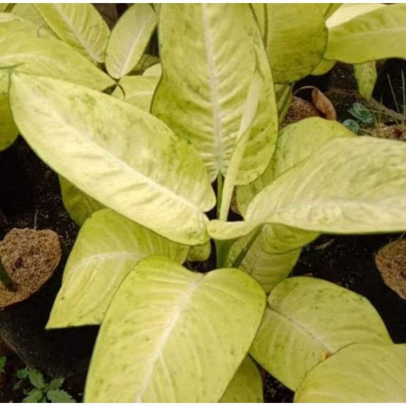 kokowa Tanaman Hias Diven tisu / diven bahagia cantik segar