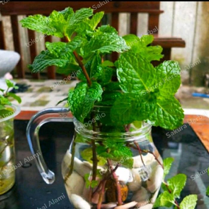 

Ready stok Tanaman daun mint