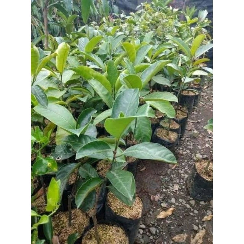 pohon cempedak guling asli binjai Co