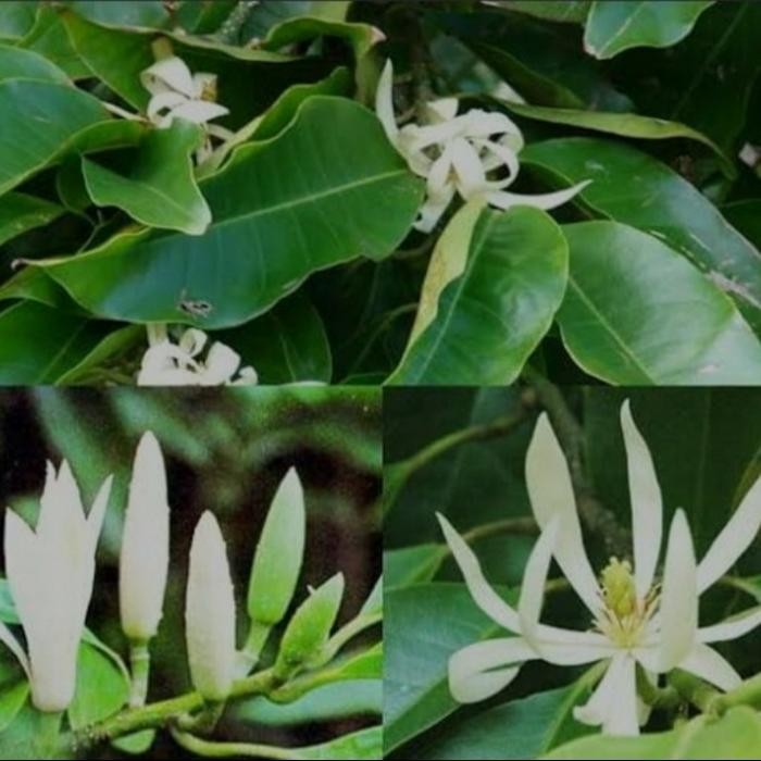 Bibit Tanaman Bunga Cempaka Putih-Bibit Bunga Kantil Putih Asli