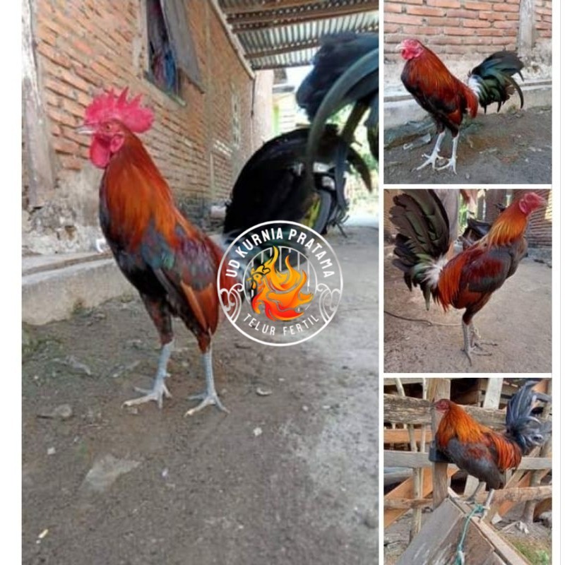 

Telur Ayam Fhilipin Hanya Untuk Ditetaskan UD KURNIA PRATAMA