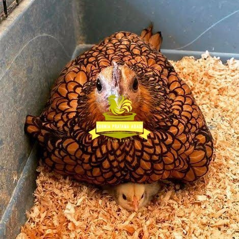 

Telur ayam serama kate batik kanada telur ayam hias fertil siap cod KURNIA PRATAMA ABADI