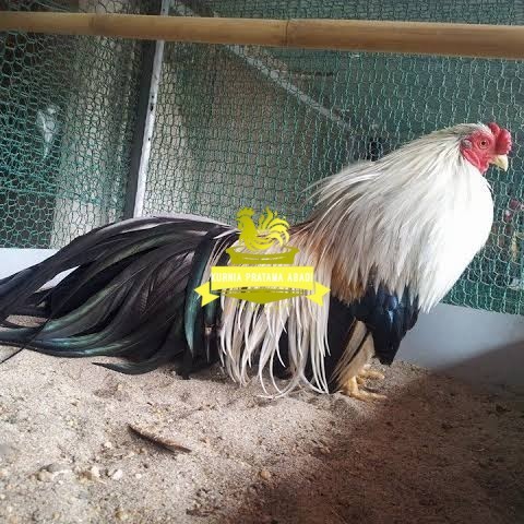 

Telur ayam hias ga tre than chau fertil bisa ditetaskan Langsung KURNIA PRATAMA ABADI