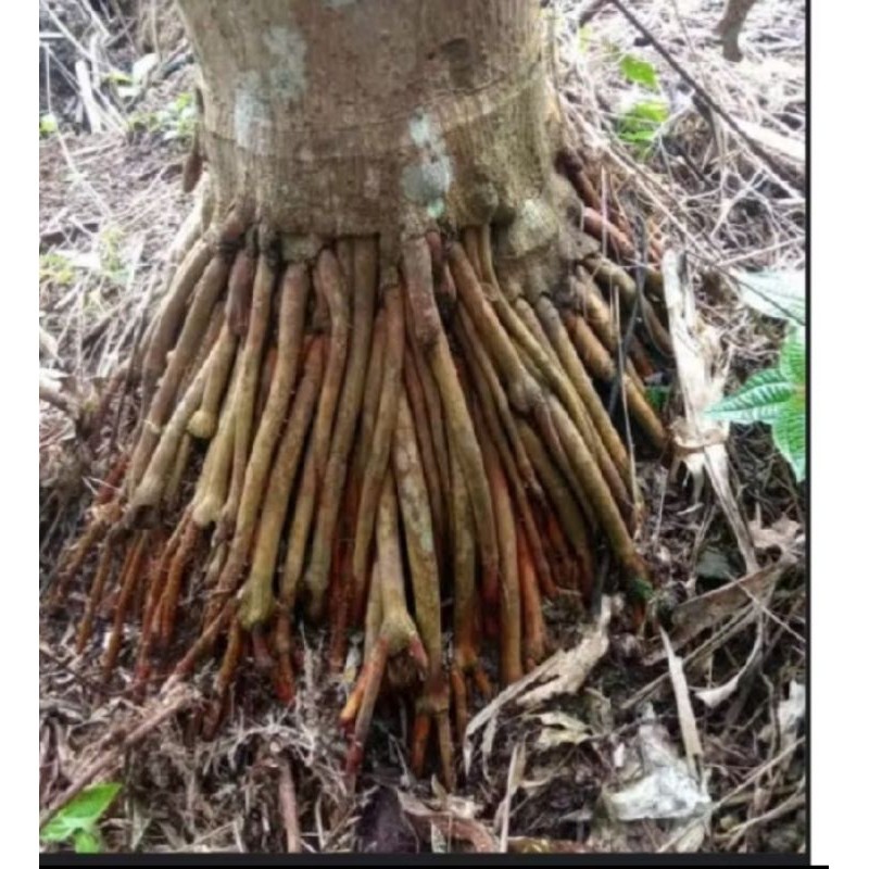 

500gram akar pinang muda akar jambe segar