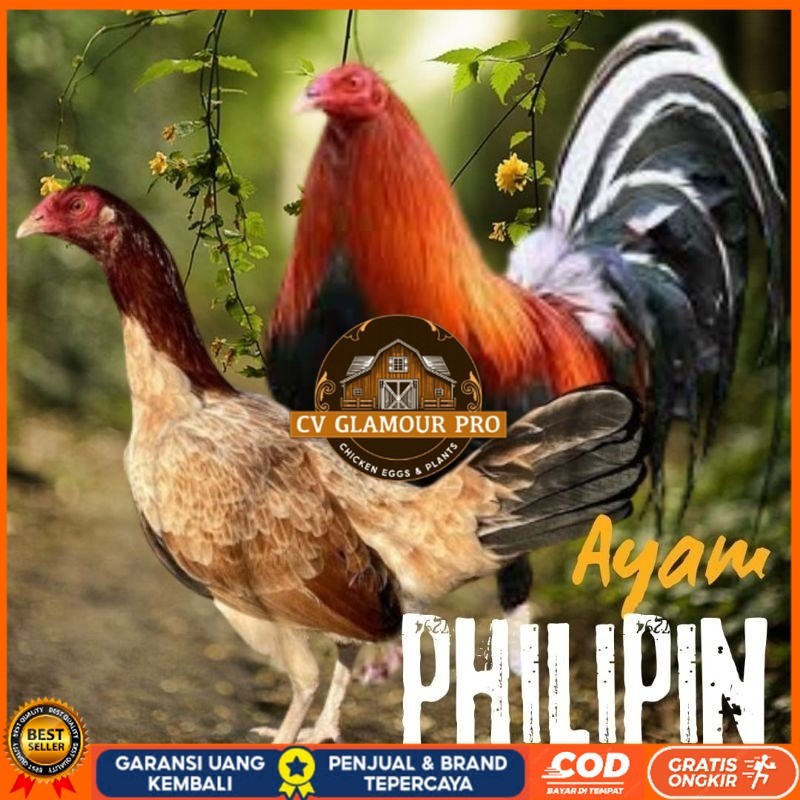 

telur ayam philipin import AK47 bisa untuk di tetaskan CV GLAMOUR PRO