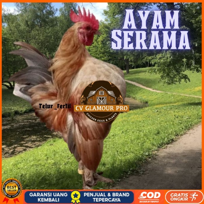 

telur ayam Kate Serama asli pendek original berkualitas CV GLAMOUR PRO