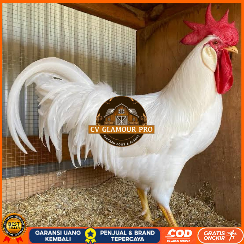 

TELUR FERTIL AYAM WHITE LEGHORN PETELUR HANDAL UNTUK DI TETASKAN CV GLAMOUR PRO