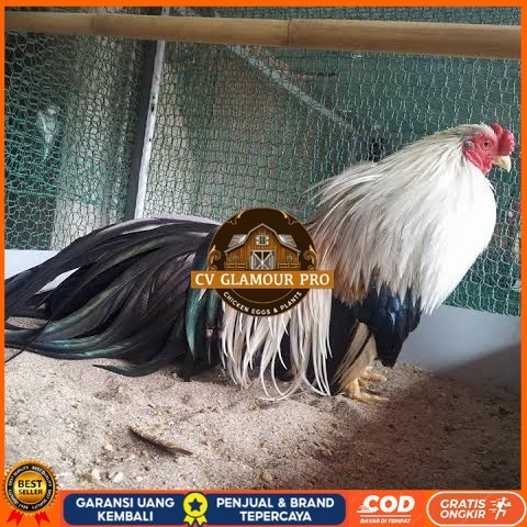 

Telur ayam hias ga tre than chau fertil bisa ditetaskan Langsung CV GLAMOUR PRO