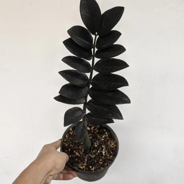 tanaman hias zamia black raven - zamia dollar black - zamia hitam