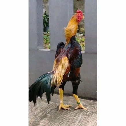 

Telur ayam bangkok shamo taiwan / ayam petarung aduan siap ditetaskan UD NAFII FARM ID