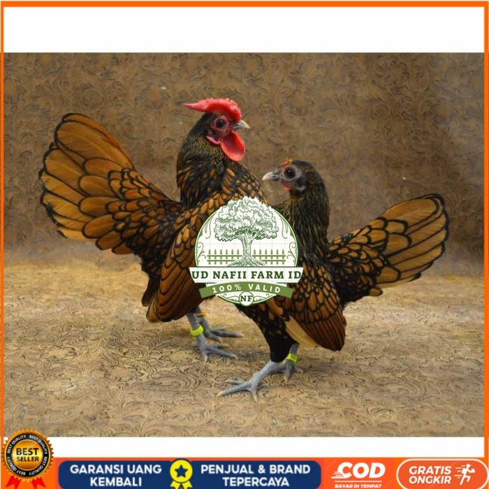 

Telur ayam serama kate batik kanada telur ayam hias fertil siap kirim UD NAFII FARM ID