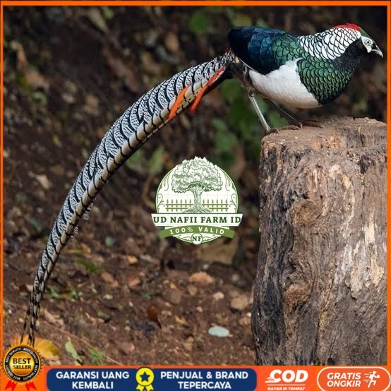 

Telur ayam hias ringneck lady amherst pheasant fertil siap ditetaskan UD NAFII FARM ID