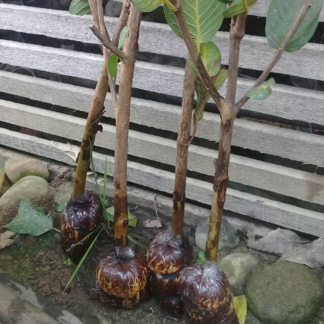 COD FRES CANGKOKAN JAMBU KRISTAL PUTIH