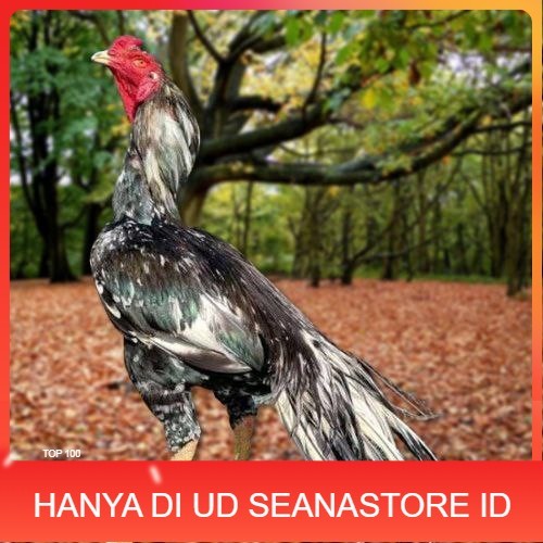 

Telur Ayam Pakhoy Trah Pitt Bull Vertil Siap Di Tetaskan Jaminan Super Oiginal Bergaransi UD SEANASTORE ID