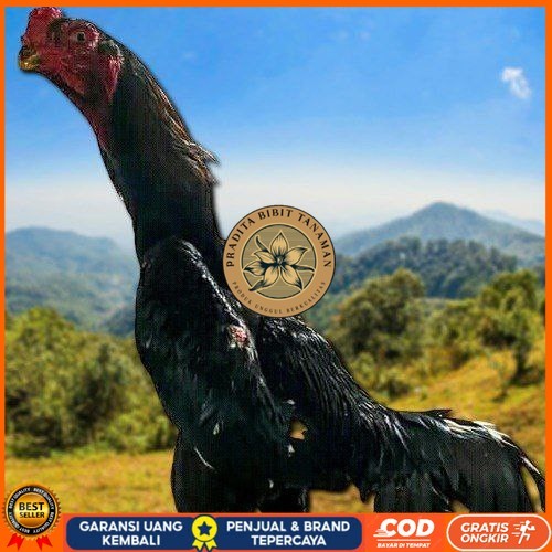 

telur tetas ayam shamo super valid PRADITA BIBIT TANAMAN