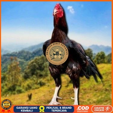 

telur ayam cos shamo ori bisa untuk di tetaskan PRADITA BIBIT TANAMAN