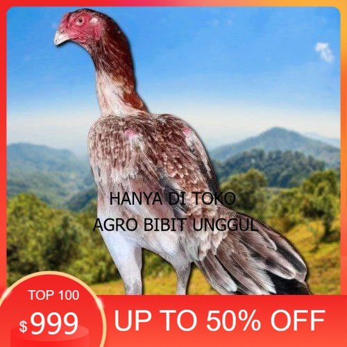 

telur ayam shamo eropa bisa untuk di tetaskan agro.bibit.unggul