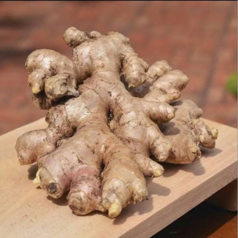 

jahe emprit segar isi 100 gram