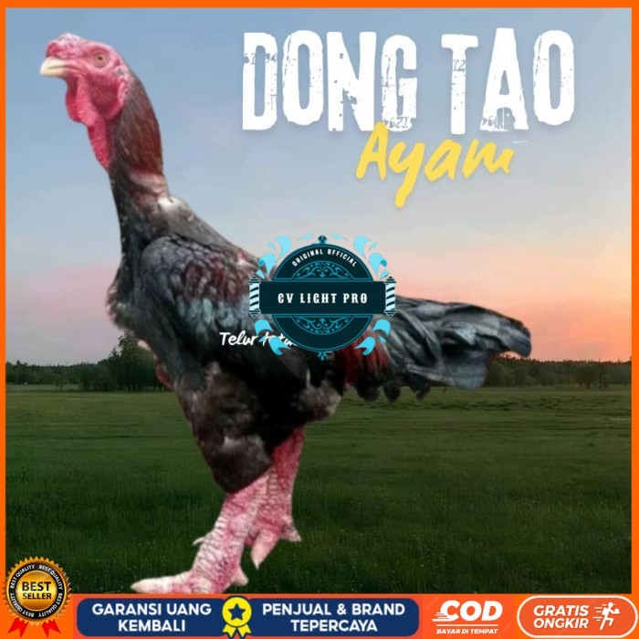

telur ayam dong tao Vietnam ori bisa untuk di tetaskan original berkualitas CV LIGHT PRO