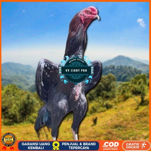 

telur tetas ayam shamo merah CV LIGHT PRO