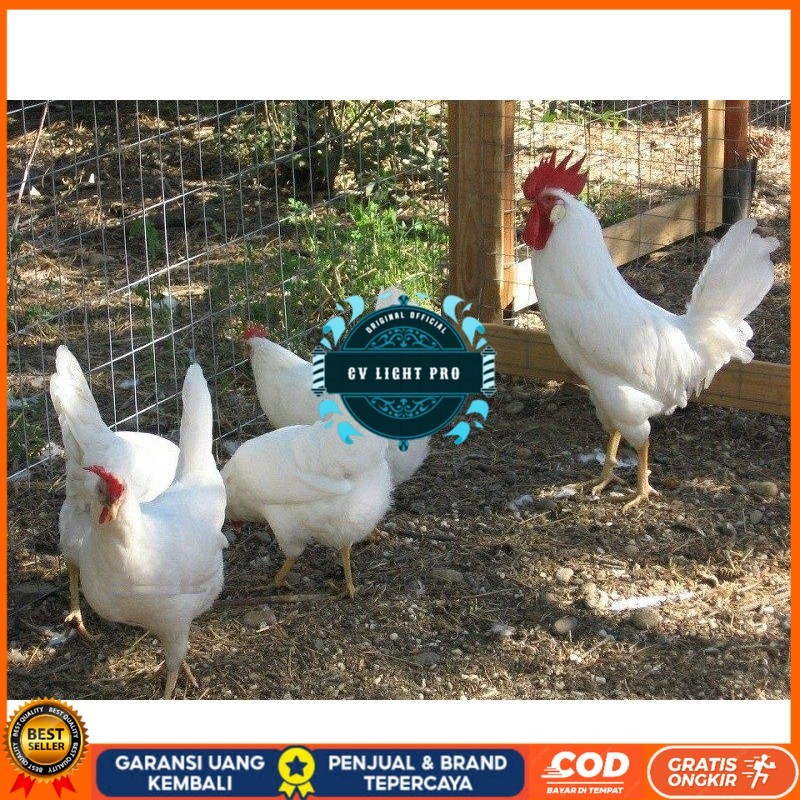 

TELUR AYAM ARAB WHITE UNTUK DI TETASKAN CV LIGHT PRO