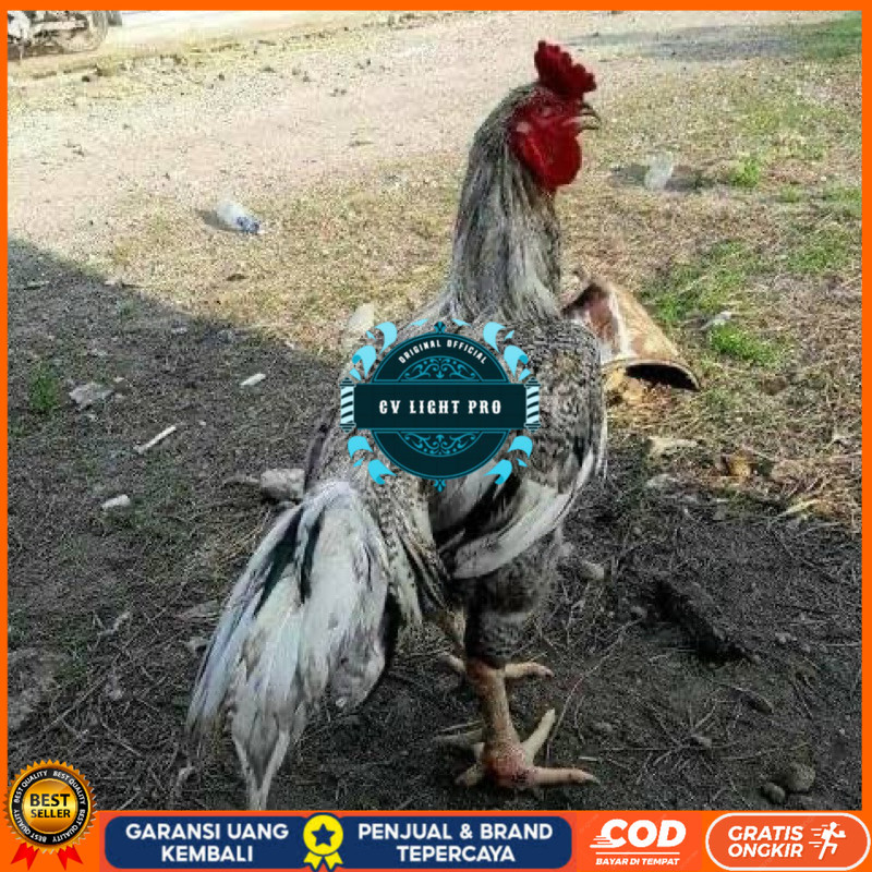 TELUR FERTIL AYAM GORILA F1 UNTUK DITETASKAN CV LIGHT PRO
