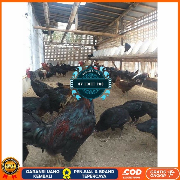 

Telur ayam KUB petelur handal siap ditetaskan - telur ayam kub CV LIGHT PRO
