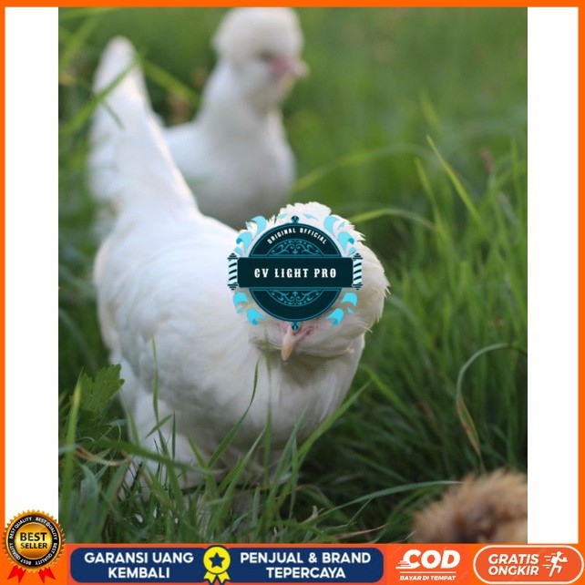 

Telur ayam hias sultan fertil untuk ditetaskan Langsung CV LIGHT PRO