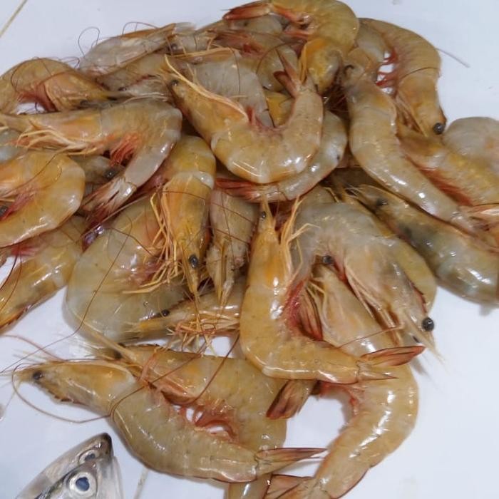 

Udang Laut Super 500gr