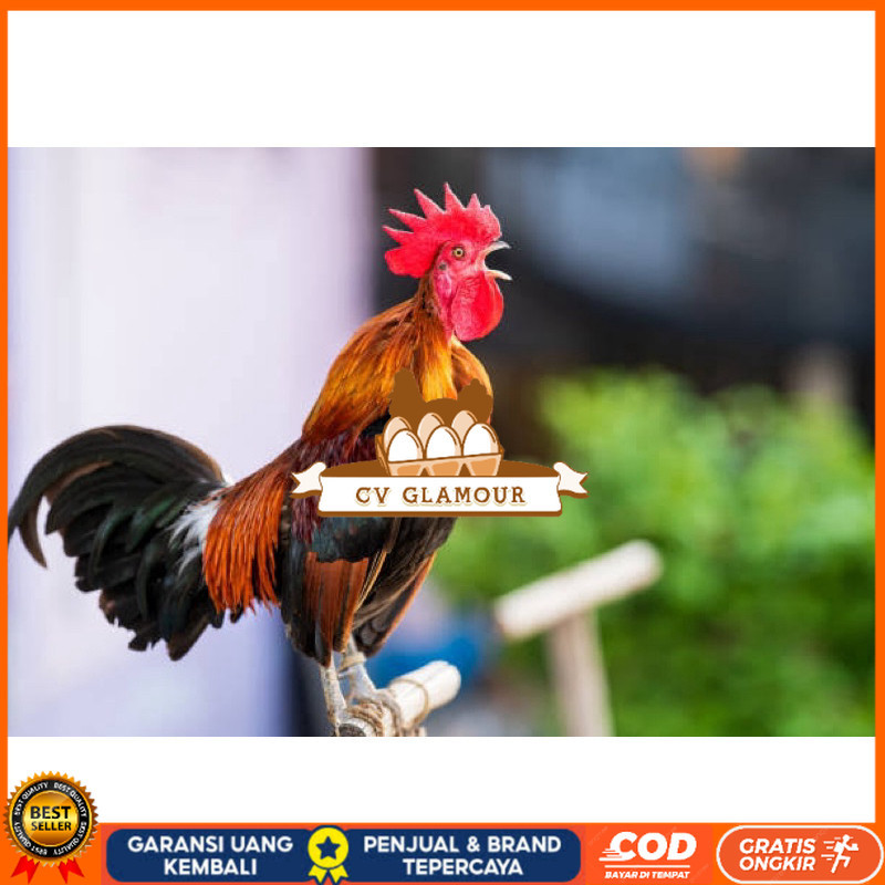 

TELUR FERTIL AYAM KETAWA SLOW/DANGDUT/DURSAM UNTUK DINTETASKAN CV GLAMOUR
