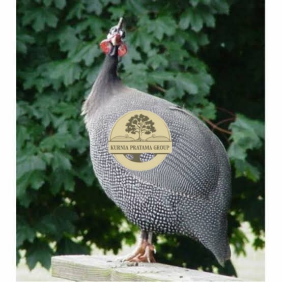 

Telur ayam mutiara hias fertil siap ditetaskan - ayam mutiara KURNIA PRATAMA GROUP