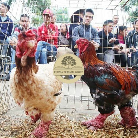 

Telur ayam dong tao / telur ayam hias / telur fertil siap tetas KURNIA PRATAMA GROUP