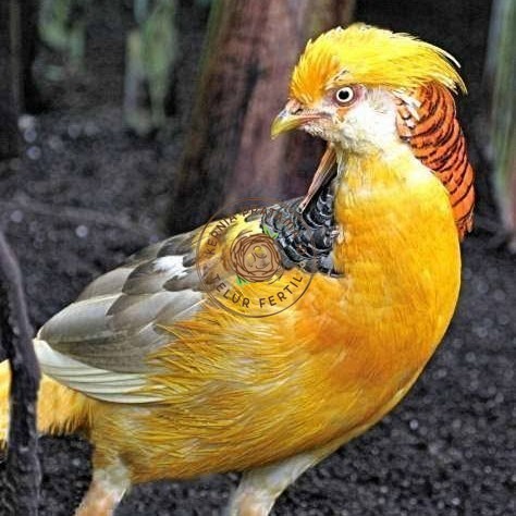 

Telur ayam hias ringneck yellow pheasant fertil siap ditetaskan KURNIA PRATAMA ID