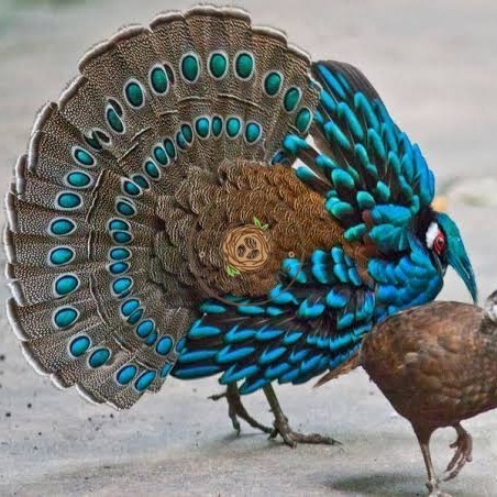 

Telur ayam hias ringneck palawan pheasant fertil bisa ditetaskan Langsung KURNIA PRATAMA ID