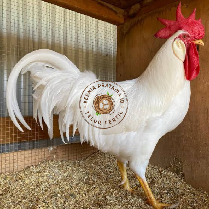 

TELUR FERTIL AYAM WHITE LEGHORN PETELUR HANDAL UNTUK DI TETASKAN KURNIA PRATAMA ID