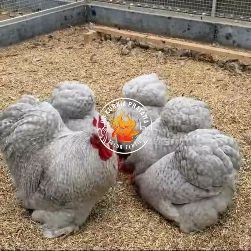 

TELUR AYAM BANTAM CHOCIN untuk di tetaskan UD KURNIA PRATAMA