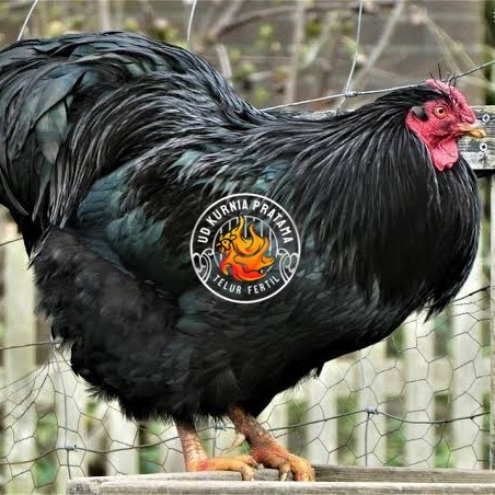 

Telur ayam black australorp / telur ayam hias / telur fertil siap cod UD KURNIA PRATAMA
