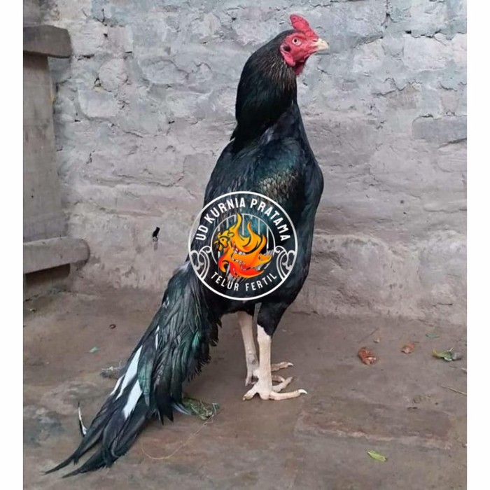 

Telur ayam hias bangkok ekor lidi petarung fertil siap ditetaskan - bngkok ekorlidi UD KURNIA PRATAMA