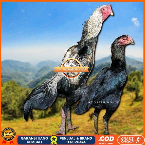 

telur tetas ayam shamo tarung valid super garansi CV GLAMOUR ID