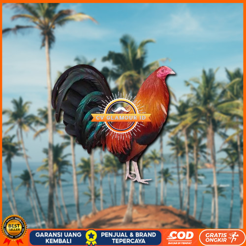 

telur ayam philipin asli AK47 bisa untuk di tetaskan ori vertil CV GLAMOUR ID