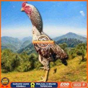 

telur tetas ayam shamo pilihan CV GLAMOUR ID