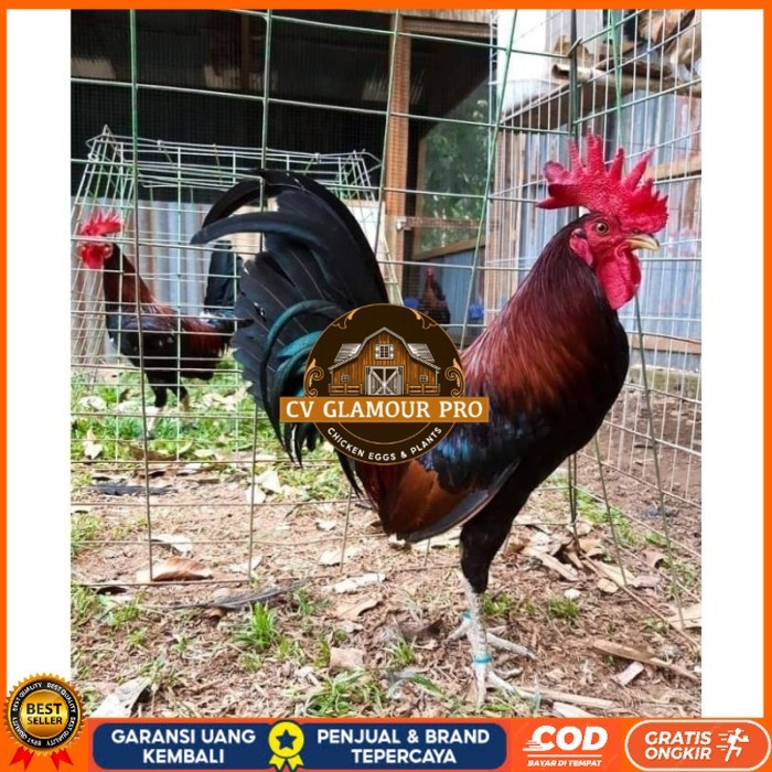 

Telur Ayam Fhilipin Hanya Untuk Ditetaskan original berkualitas CV GLAMOUR PRO