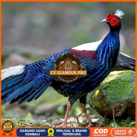 

Telur ayam hias ringneck swinhoe pheasant fertil siap ditetaskan CV GLAMOUR PRO