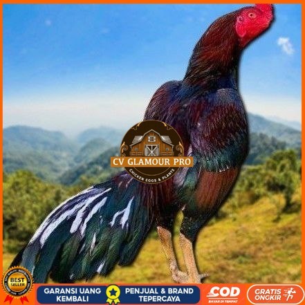 

telur ayam shamo eropa Ori petarung bisa untuk di tetaskan CV GLAMOUR PRO
