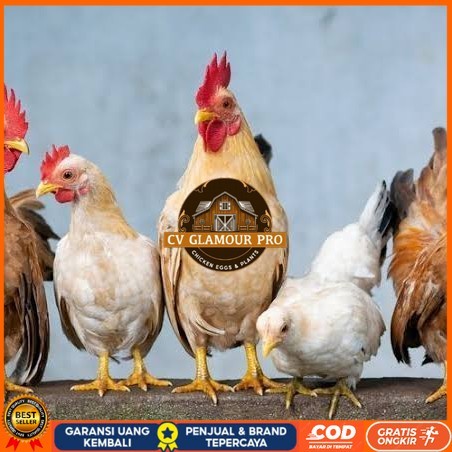 

Telur ayam elba / telur ayam hias / telur ayam fertil siap tetas CV GLAMOUR PRO