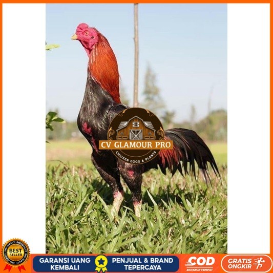 

3 EKOR TELUR BIRMA SUPER PROMO MURAH (COD) CV GLAMOUR PRO