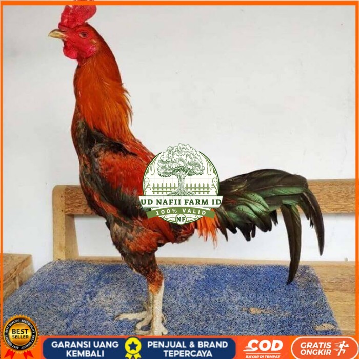 

Telur ayam bangkok pama mangon petarung fertil asli UD NAFII FARM ID